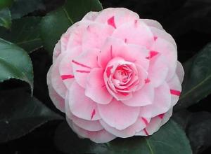 Квітка «Камелія»: фото, догляд та вирощування в домашніх умовах Рослина камелія