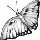 Як малювати метелика - найкрасивіша комаха?