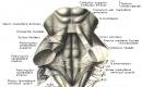 Posterior cerebellum (metencephalon) Trapezium-like body to the bridge