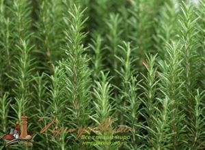 Rosemary: storage, power and barkness, contraindications, stagnation, rosemary in cooking Rosemary described