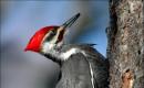 Chinese biologists tried to solve the mystery of woodpeckers. Why does a woodpecker have no coward?
