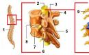 Autonomic (autonomic) nervous system The nuclei of the parasympathetic nervous system lie in the midbrain