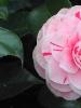 Kortelė „Camellia“: nuotrauka, vaizdas ir vizija Roslino kamelijos namų mintyse