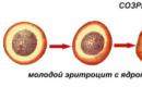 Mjesto stvaranja eritrocita