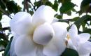 Изживяване на красивата камелия в парфюмите за дома Camellia стайни сортове цветя