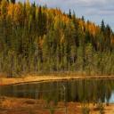 Природа, растения и създания на Карелия „Златна есен в Карелия“