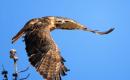 Liste des oiseaux laids les plus dangereux pour l'homme Attaques d'oiseaux laids sur l'homme